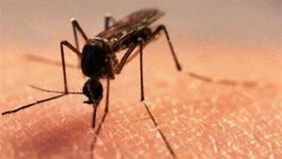 لا تهرش مكان لدغة البعوض