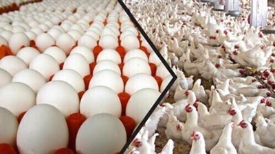 تعرف على أسعار الدواجن واللحوم بعد انخفاض أسعارها