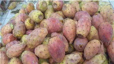 علاج طبي للانتفاخ والروماتيزم.. ماهى فوائد التين الشوكي للمعدة والقولون وأنقاص الوزن