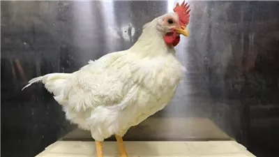 تحريك أسعار الدواجن البيضاء وتطور سعر كرتونة البيض  اليوم الثلاثاء 