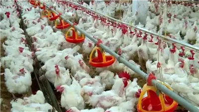 الحق خزن موقع حكومى رسمى يعلن عن نزول جديد فى أسعار الفراخ شوف بقت بكام