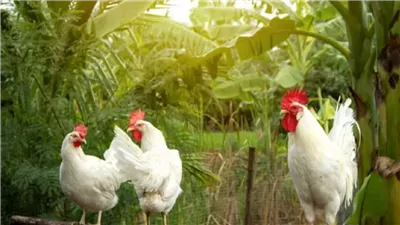 كيلو الفراخ النهارده بـ 80 جنية.... أسعار الدواجن والبيض والبانية اليوم الخميس 17/يوليو/2025 بالاسواق والمحلات