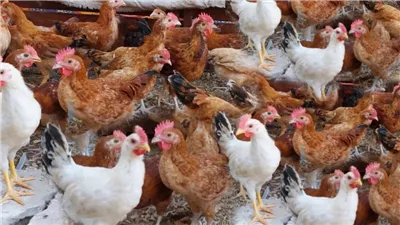 الكيلو بـ 60 جنيه مش هتصدق اللي حصل في سعر الفراخ اليوم