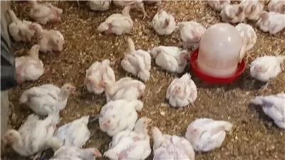 هتجيبي وجبة غدا الجمعة وزيادة انخفاض أسعار الفراخ اليوم