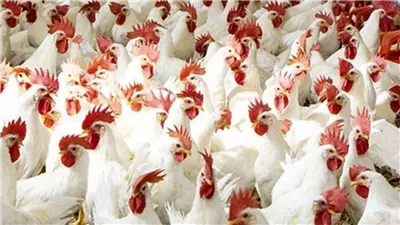 رخصت 5 جنيه تاني اعرف كيلوا الفراخ بكام النهاردة