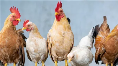 200جنيه للكيلو قبل عزومة الجمعة الفراخ اتجننت مش هتصدق سعرها وصل كام النهاردة