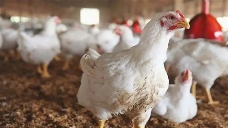 أسعار الدجاج الأبيض