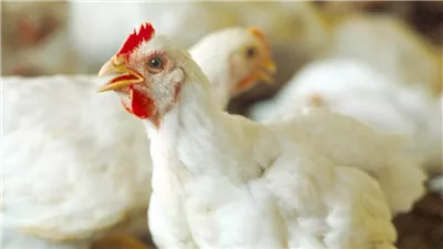 عكس التوقعات مفاجأة تضرب سعر الدواجن والبيض بالمحلات والاسواق اليوم 