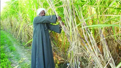 زيادة توريدات قصب السكر ووزارة التموين تعلن النسب وسعره 12 جنية ونص لهذه الفئات