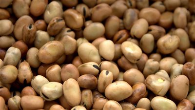 طريقة عمل الفول النابت في البيت بطريقة رائعة وصحيحة مثل المحلات