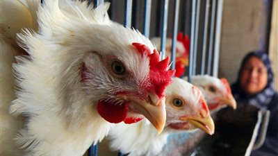 الكيلو بكام بعد المقاطعة هبوط مفاجئ في اسعار الفراخ البيضاء اليوم