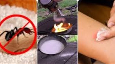 وصفه سحرية واختراع جهنمي للتخلص من الحشرات والنمل فى فصل الصيف
