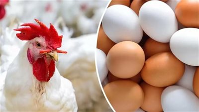 تحرك مفاجئ بأسعار الدواجن والبيض اليوم وهذة حقيقة المقاطعه علي أرض الواقع
