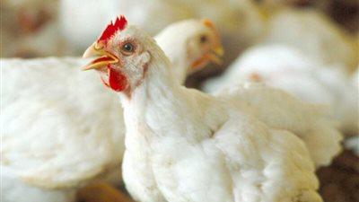  مسؤول حكومي يحمل مفاجأة سارة بشأن أسعار الفراخ قبل العيد 