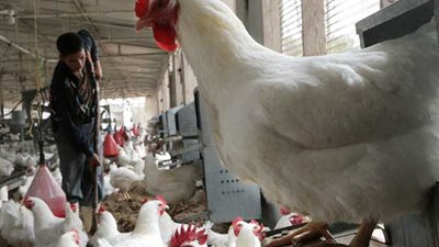 مفاجأة غير متوقعة بشأن  أسعار الدواجن والبيض في شم النسيم 