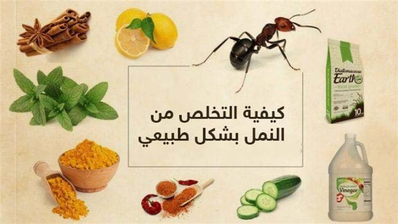 كيفية التخلص من النمل