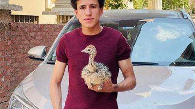 مصرع يوسف العدلي الشاب المجتهد أصغر مربى نعام في مصر اثر حادث اليم