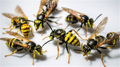 لعنه غزه .. هجوم صاعق للدبابير تهاجم جنود الاحتلال ووجود إصابات