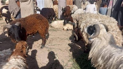 لاول مره يصل كيلو اللحم البقري القائم لهذا السعر فى الأسواق شوف وصل لكام