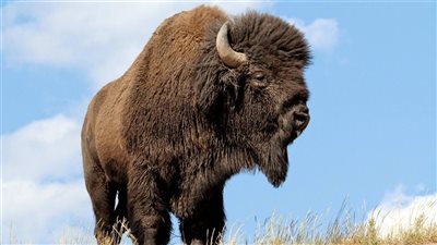 هذا الحيوان فقط هو القادر على إنقاذ البشرية من آثار تغير المناخ