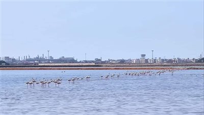 سر تغيير لون البحر في ملاحات محافظة بورسعيد إلى اللون الأحمر 