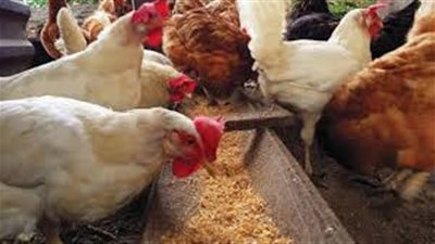 الفراخ بكام النهارده .. أسعار  الدواجن  البيضاء وكرتونة البيض اليوم بالأسواق 