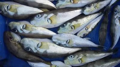 تسبب الوفاة بعد تناولها بـ8 ساعات تحذير شديد اللهجة من سمكة تحمل سم قاتل 