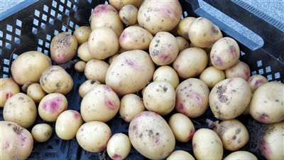 فى موسم البطاطس جبتلكم طريقة رهيبة بيهم هتخزنوها أطول فترة ممكنة وهتفضل طازة