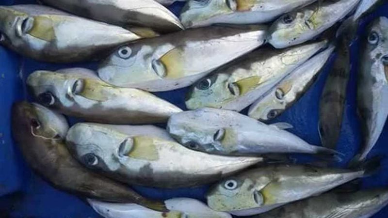 انتشار نوع سمك في