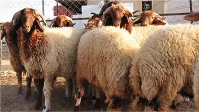 أسعار خروف العيد أونلاين .. مع اقتراب عيد الأضحى لعام 2025 تعرف على أسعار الأضاحي فى الآسواق المصريه �الكيلو قايم بكام؟�