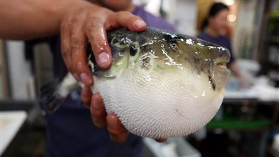 تسببت في تسمم العديد في مصر الصحة تحذر من سمكة القراض السامة تعرف علي أضرارها 