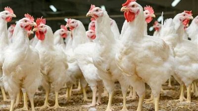 الفراخ تخالف التوقعات .. اسعار الدواجن والبانية وسعر كرتونة البيض  في الأسواق اليوم 