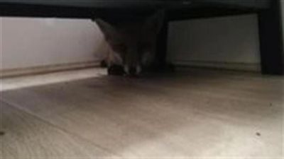 أمر غريب داخل غرفتهم/ لن تتخيل ما وجده سيدتين داخل غرفة نومهم وازاى اكتشفوه