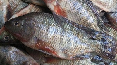 كيلو البلطي بكام النهاردة ..  سعر السمك والجمبري والسبيط في الأسواق اليوم 