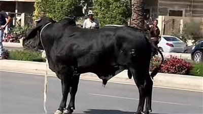 شاهد بالفيديو.. عجل هارب في التجمع وسيدة تستغيث: 