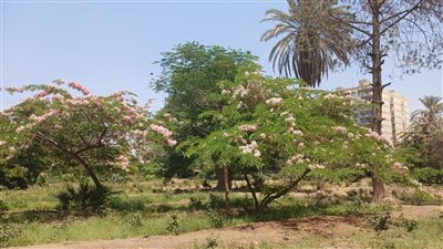 بعد تصدر تريند الشجر.. وزيرة البيئة تكشف حقيقة قطع أشجار حديقة الميرلاند