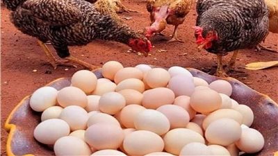 لن تتوقع ما يفعله البيض البلدى بجسمك بعد أكله وفى صحة الكبد والقلب