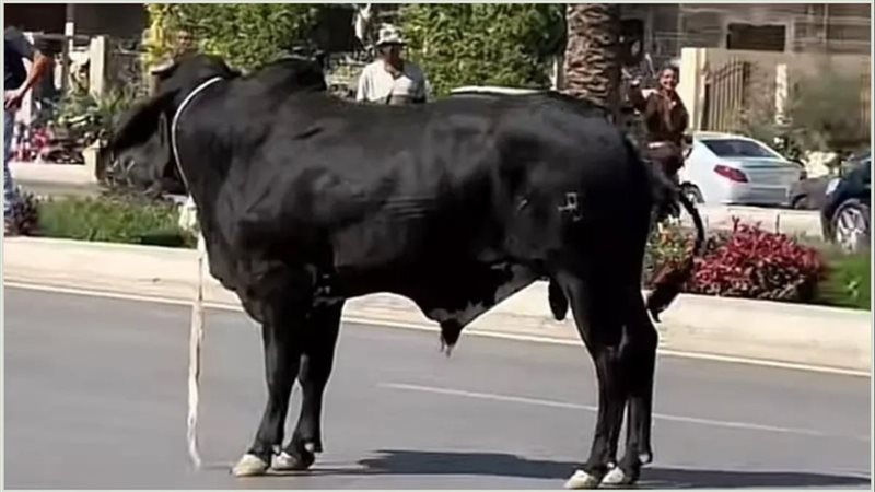 ماذا حدث عندما خرج