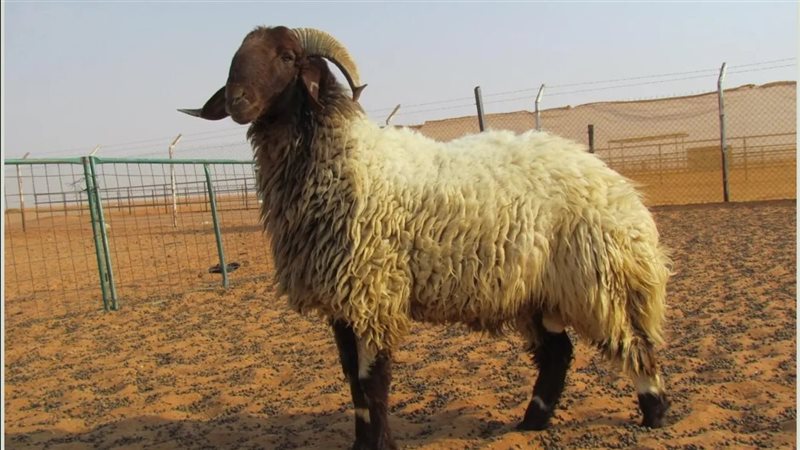 شركة تقدم خروف كهدية