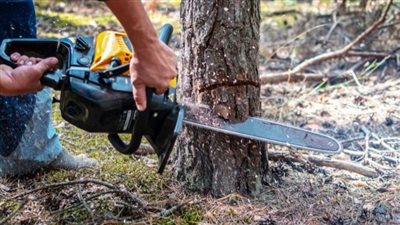 بيان رسمي.. الحكومة توضح السبب الرئيسي وراء قطع الأشجار في شوارع مصر