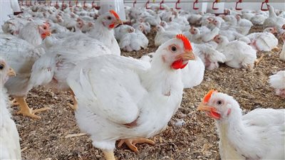 كيلو الفراخ بقى بكام قبل عيد الميلاد بساعات... قائمة أسعار الدواجن والبيض والبانية اليوم الاحد ٥ يناير ٢٠٢٥