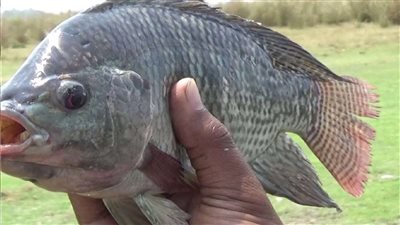 باحث طقسى يكشف السر وراء قيام الكنيسة بالسماح للمسيحيين باكل الاسماك فى صوم الرسل