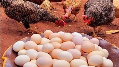 هتشتري كيلو الفراخ بكام : اسعار الدواجن اليوم بعد ارتفاعها الكبير وهذا سعر كرتونة البيض اليوم السبت 