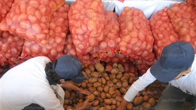 عقب وصولها 3 جنيه .. الفلاحين تزف نبأ سار بشأن موعد انخفاض أسعار البطاطس بالأسواق 