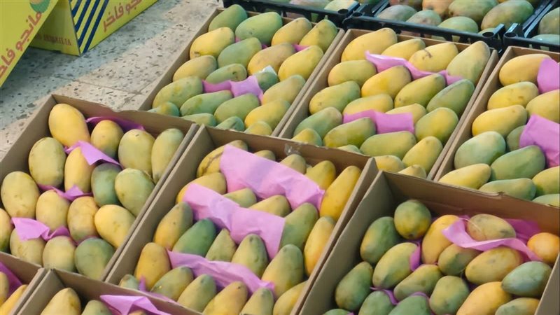 أسعار المانجو اليوم