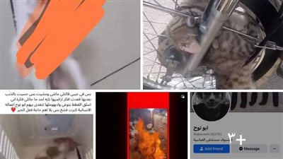 حساب على الفيسبوك يرعب المواطنين بسبب ما يقوم به من أفعال تجاه القطط 