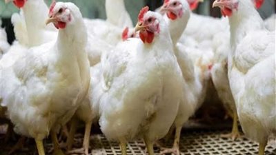 أسعار الفراخ البيضاء والبلدى والساسو اليوم الثلاثاء  5  أغسطس 2025 للمستهلك بعد انخفاضها