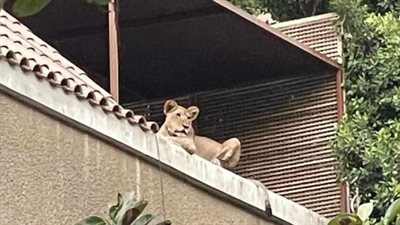 تفاصيل وحكاية رجل الأعمال والأسد في فيلته بالمعادي يرويها بنفسه