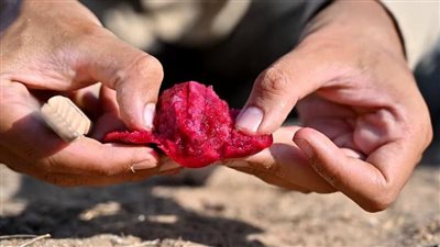 التين الشوكى الأحمر لن تتوقع ما سيحدث لجسم الإنسان وفى القلب والكبد بعد اكله 