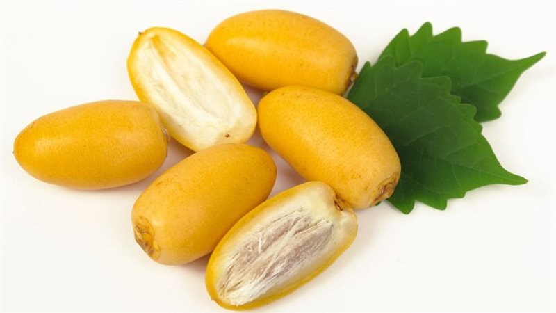 فوائد البلح الأصفر